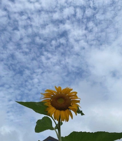 夏が来ました。